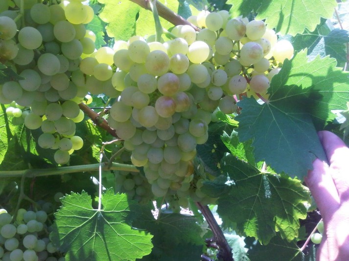 Strada del Vermentino: un convegno dedicato alla valorizzazione del vino locale