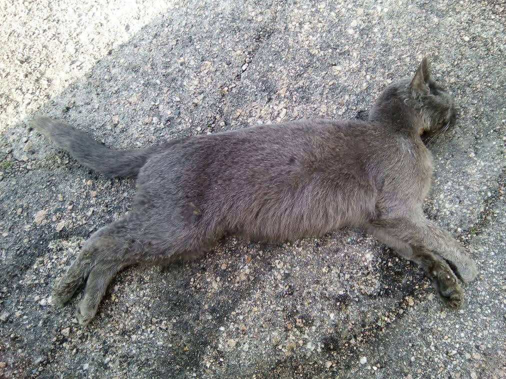 Golfo Aranci: ancora un gatto avvelenato