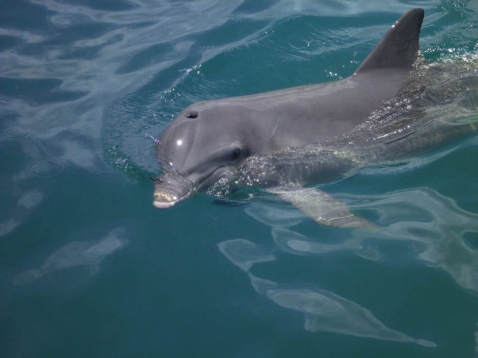 Golfo Aranci, come difendere i cetacei: ecco il seminario