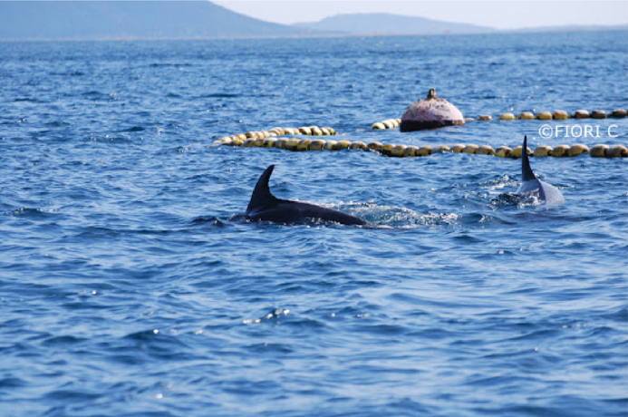 Golfo Aranci: il dolphin watching alleato del turismo sostenibile