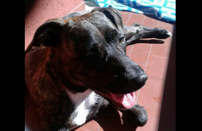 Olbia. Alga killer nella dog beach: muore un cane di 15 mesi