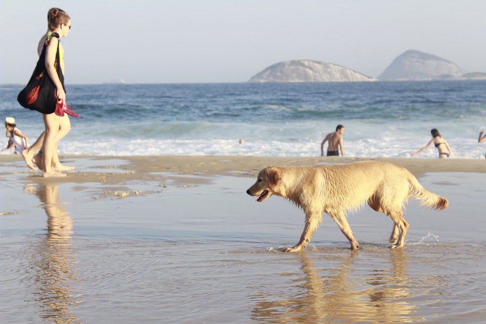 Palau. Porta il cane in spiaggia e viene allontanato. Il cittadino ribatte: 