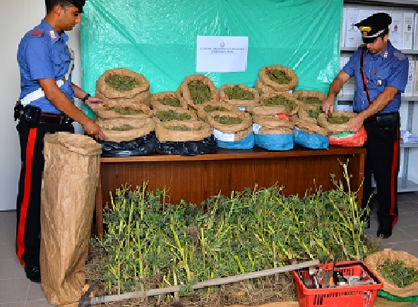 Sequestrate 476 piante di marijuana: arrestati 2 agricoltori.