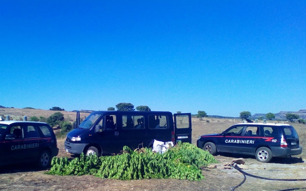 Sequestrata piantagione con 76 piante di Cannabis