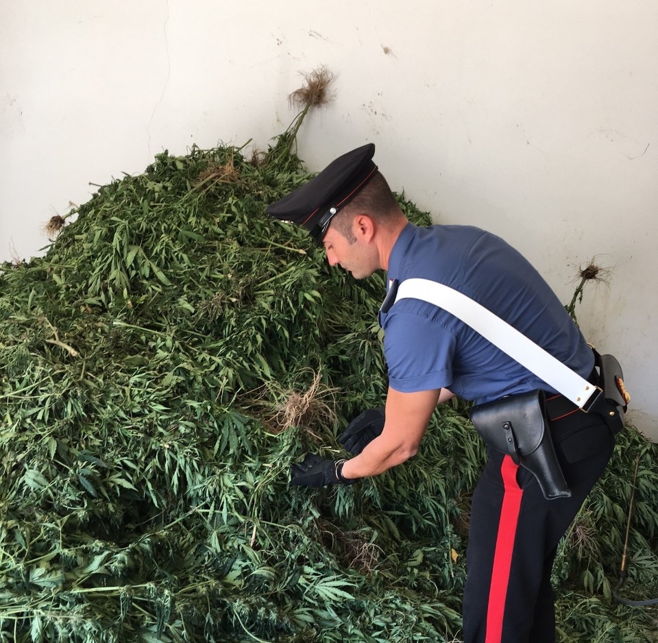 Carabinieri trovano piantagione di Cannabis: sequestrate 1700 piante
