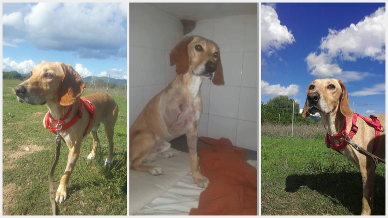 Olbia: cane tripode scomparso in zona Sa Istrana