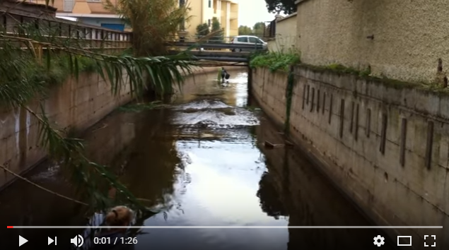 *VIDEO* Olbia: gatto cade nel Rio Gadduresu