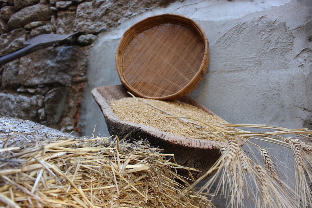 Olbia: in mostra le antiche tecniche della lavorazione del grano
