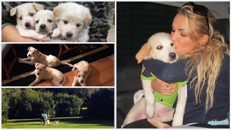Olbia: la famiglia Berlusconi adotta tre cani al canile