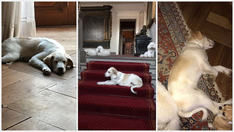 Olbia: ecco Stella, Luna e Sole un mese dopo l'adozione della famiglia Berlusconi