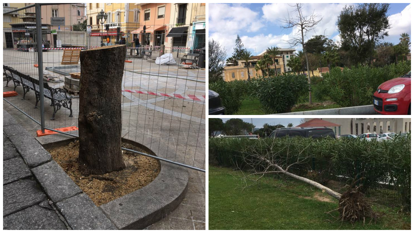 Olbia: eliminati gli alberi di Piazza Regina Margherita