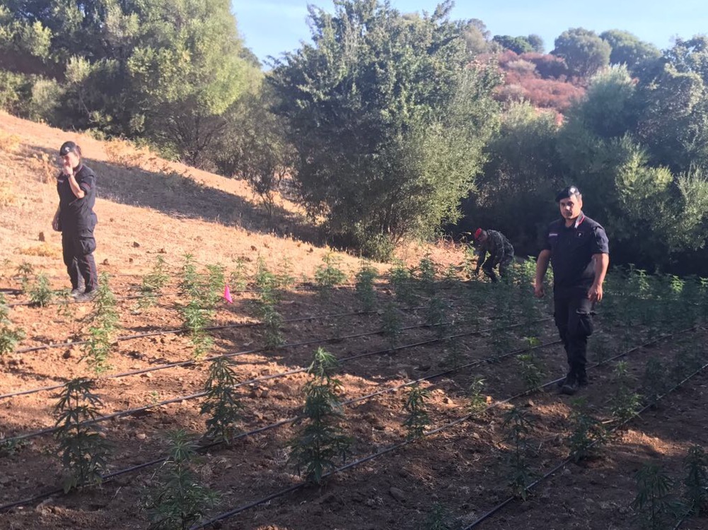 Scoperta maxi piantagione di cannabis: un arresto