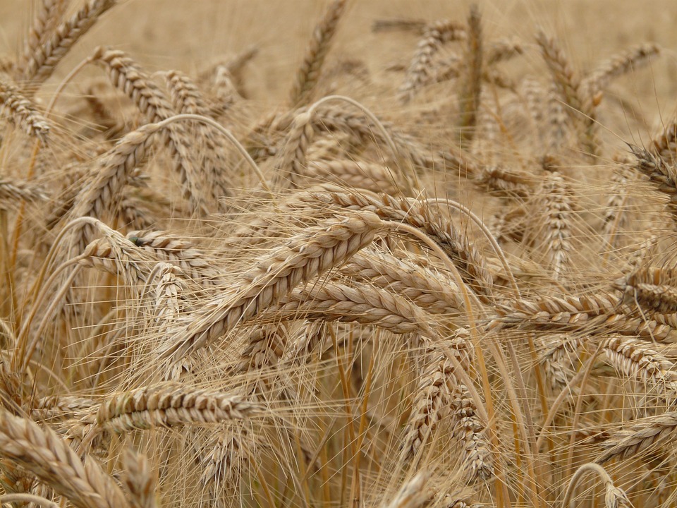 Coltivazione cereali e leguminose: ecco i contributi