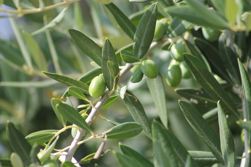 Ruba le olive all'Istituto Agrario: denunciato