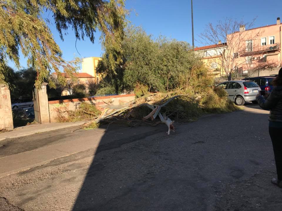 Olbia: albero caduto vicino scuola materna