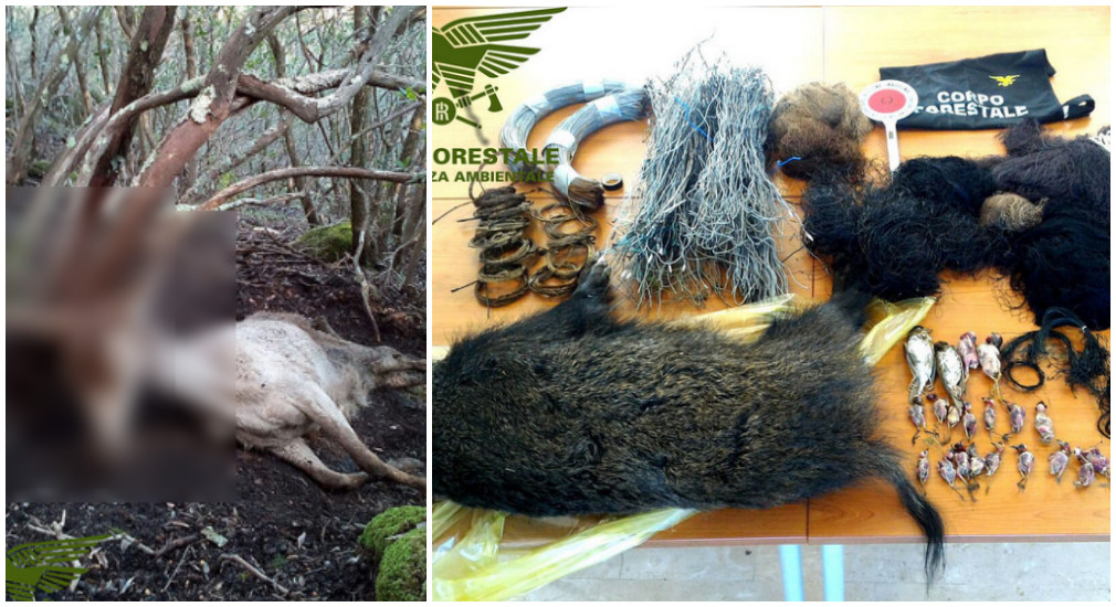 Uccidono cervo crudelmente: denunciati per animalicidio