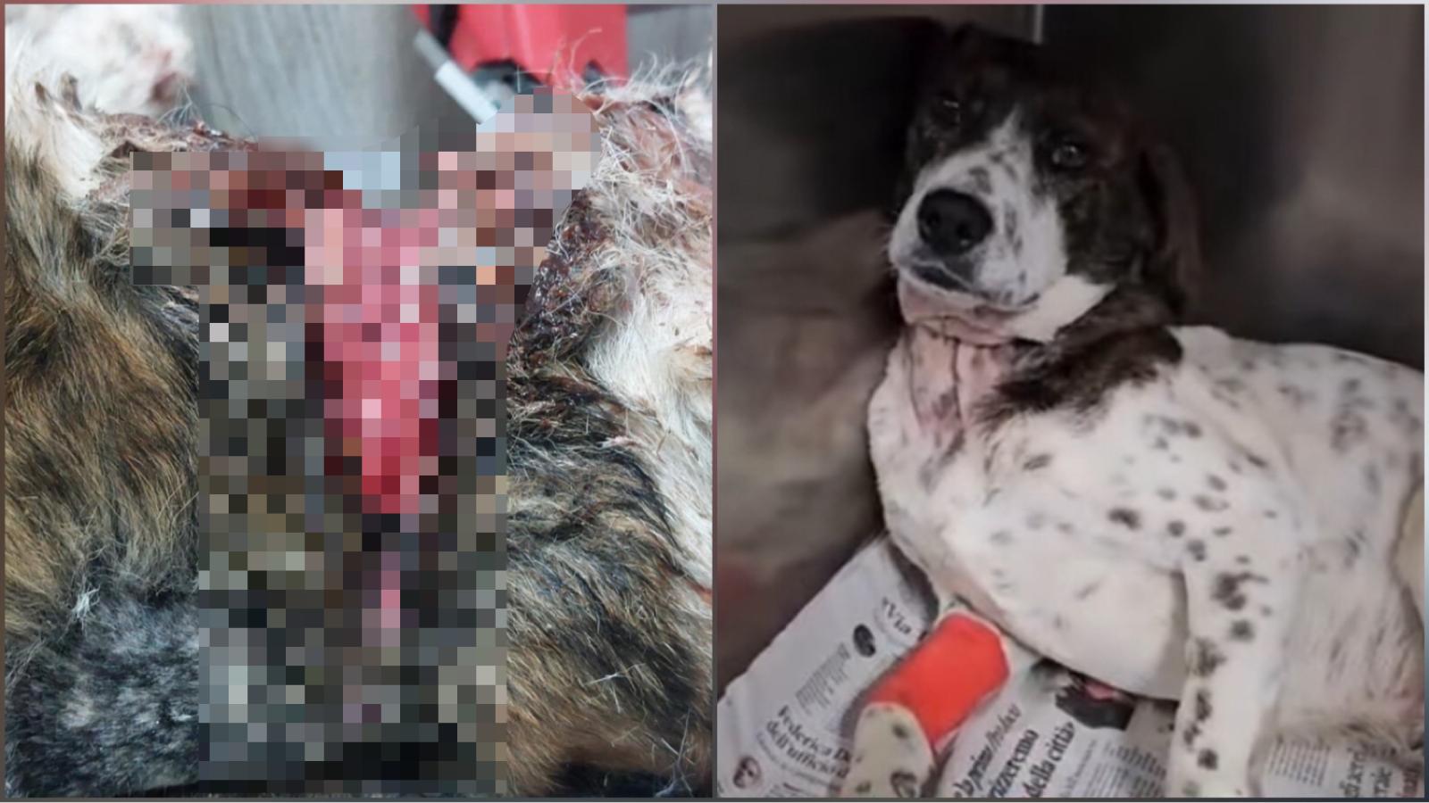 Olbia: cane trovato con collare conficcato nel collo