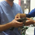 falco pellegrino amadori 02