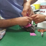 falco pellegrino amadori 03