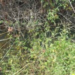 punzutu inquinamento 03