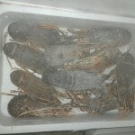 maxi operazione guardia costiera prodotto ittico scaduto pesce 003