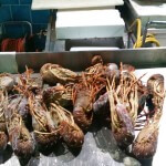 maxi operazione guardia costiera prodotto ittico scaduto pesce 010