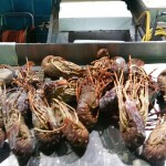 maxi operazione guardia costiera prodotto ittico scaduto pesce 014
