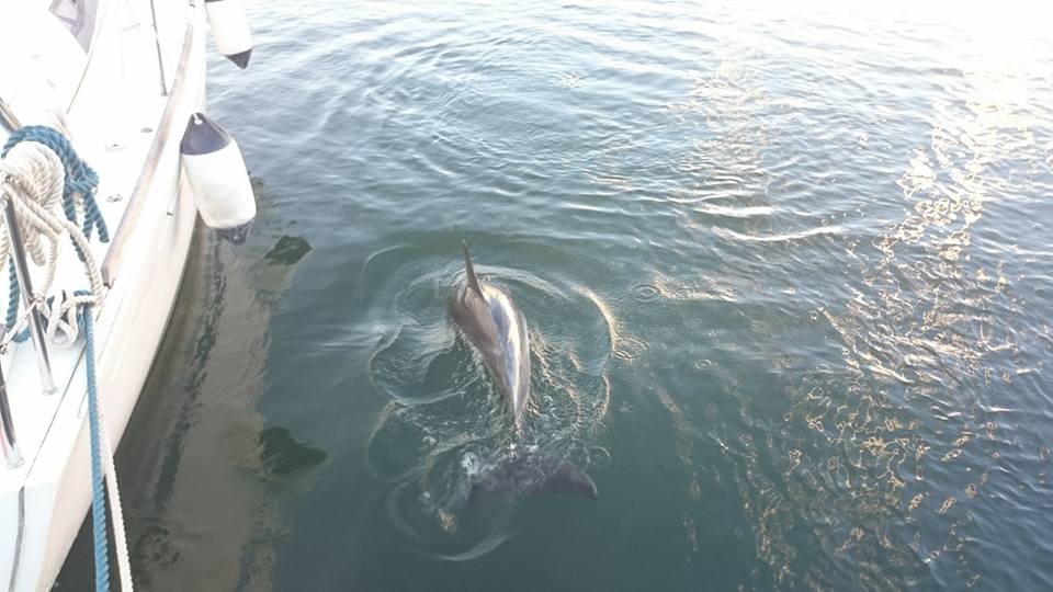 olbia delfini marina porto turistico