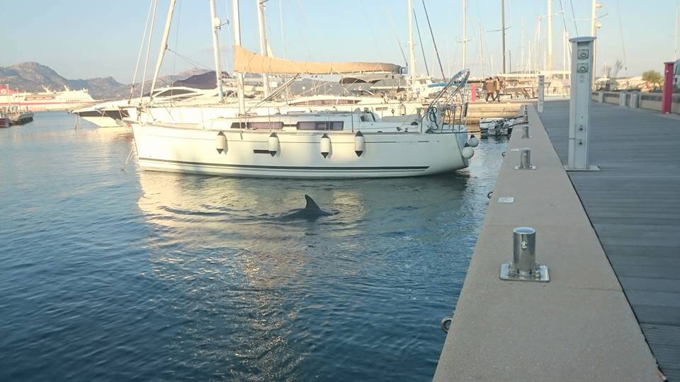 olbia delfini porto turistico
