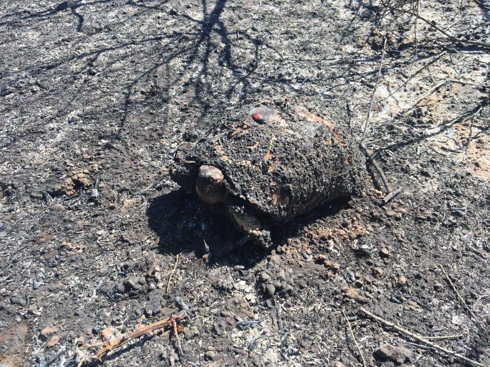 incendio vittima olbia tartaruga amadori