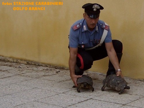 tartarughge golfo aranci carabinieri 2