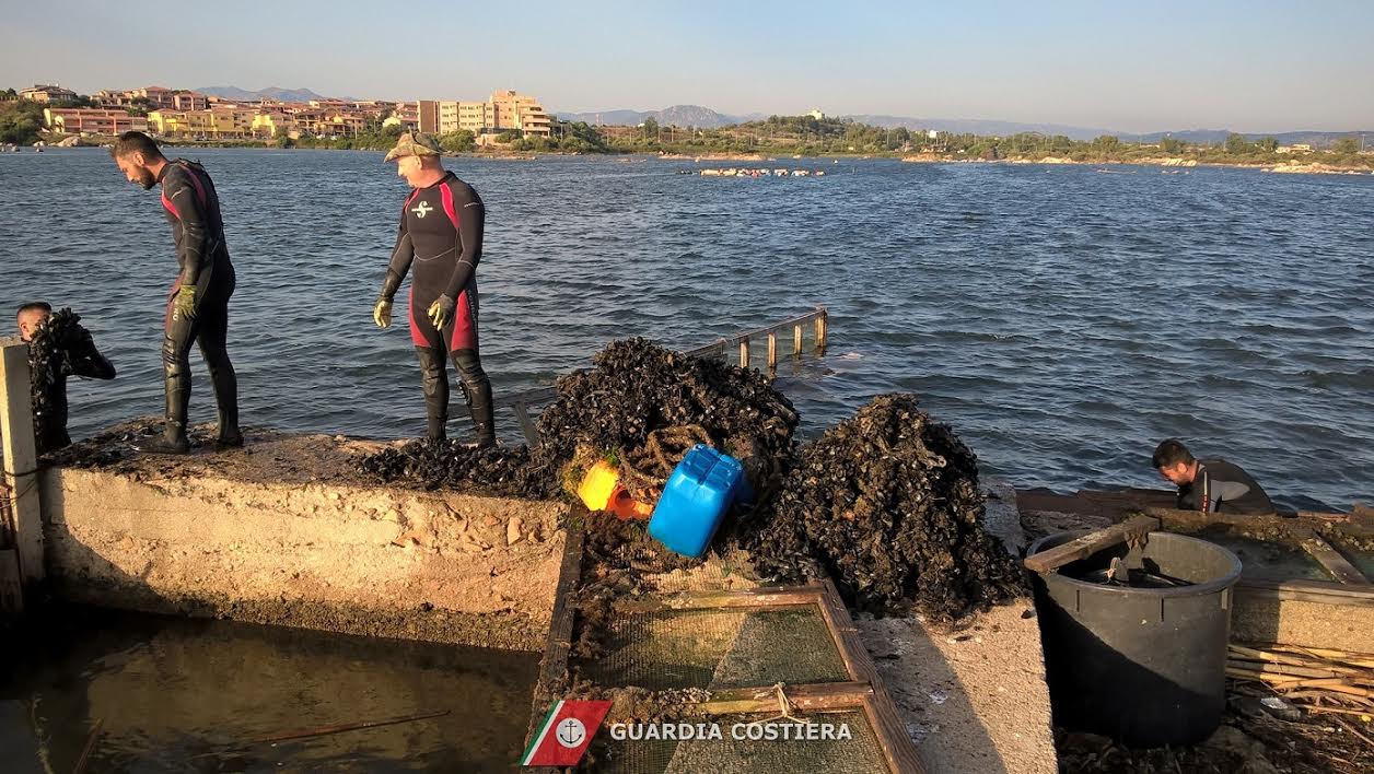 cozze allevamento abusivo olbia 3