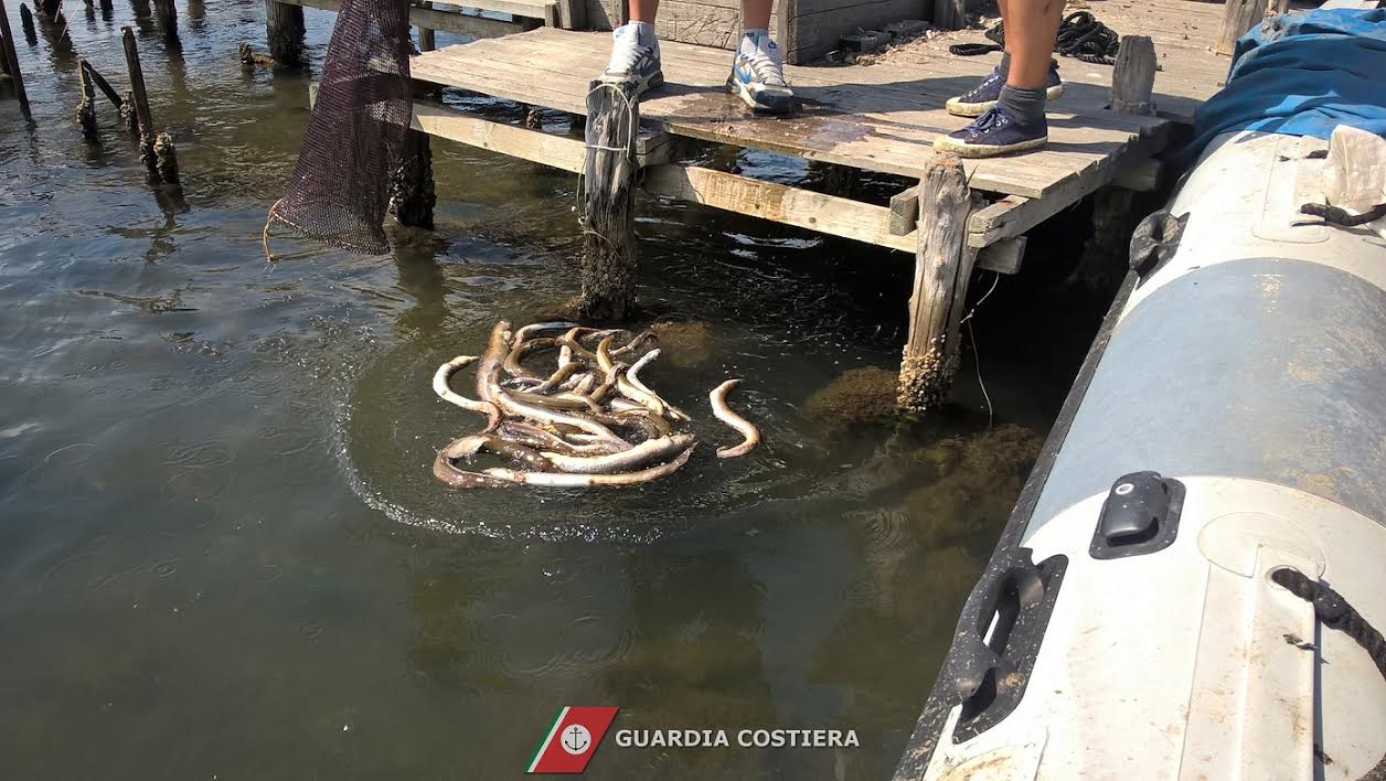 cozze allevamento abusivo olbia peschiera anguille 2