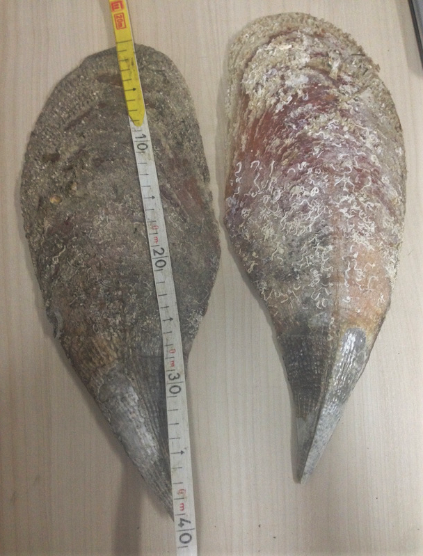 pinna nobilis golfo aranci
