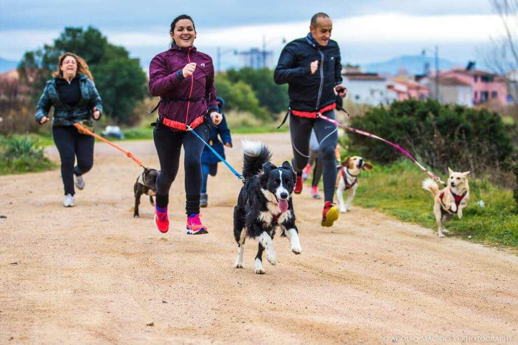 agility dog