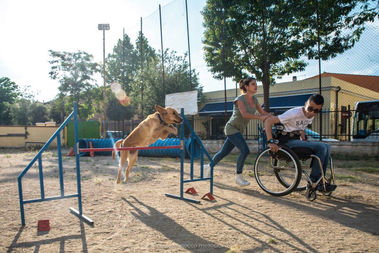 agility dog