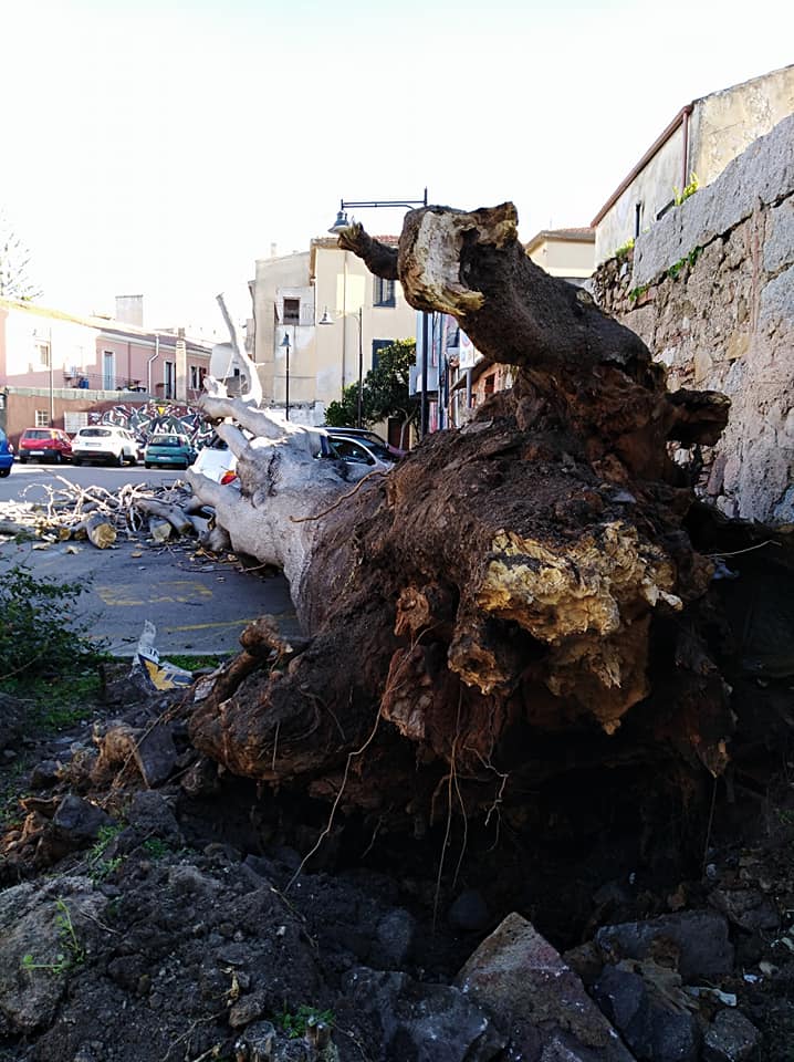 albero caduto ferrovia olbia