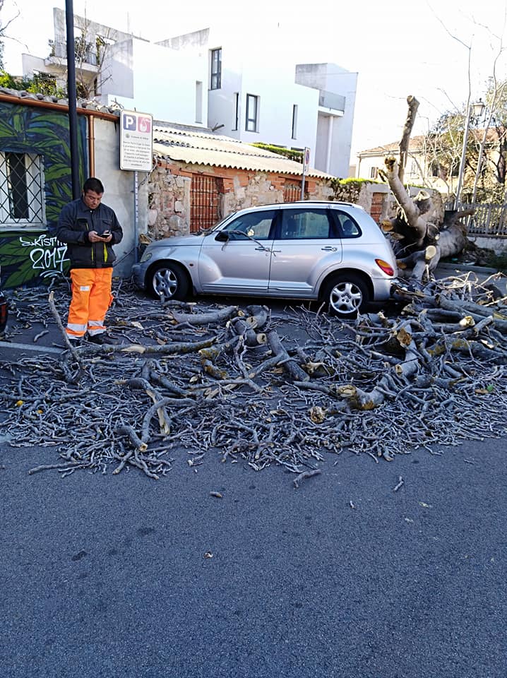 albero caduto ferrovia olbia4