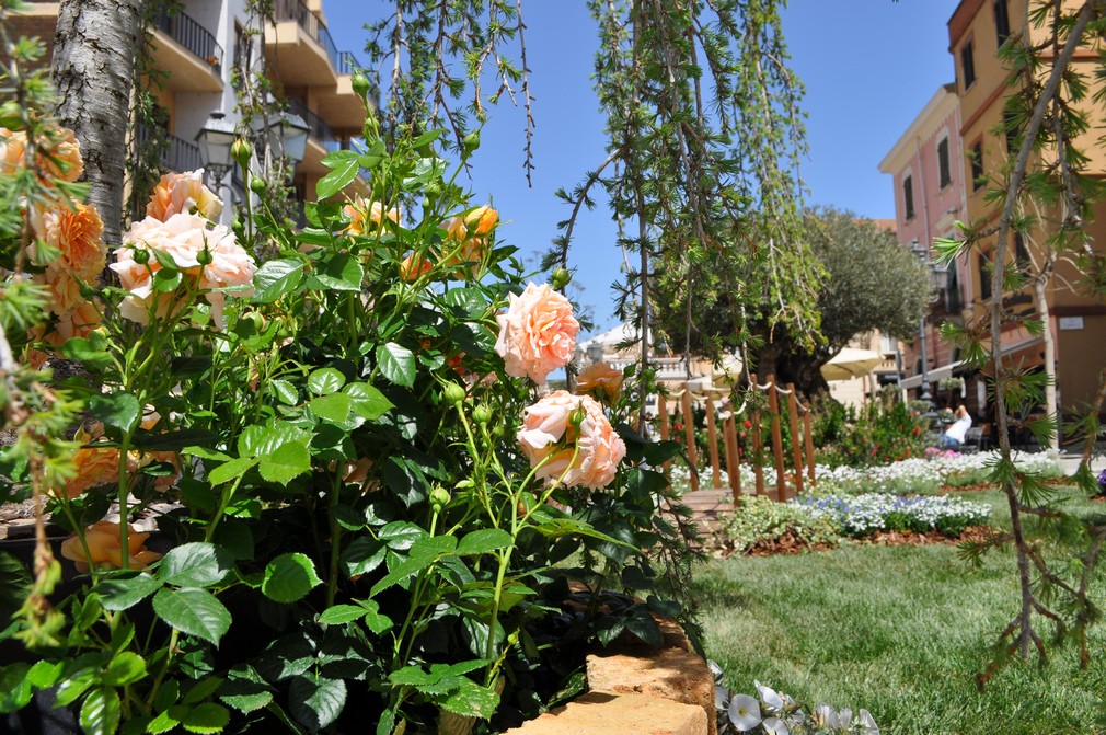 olbia in fiore centro storico fiori 024
