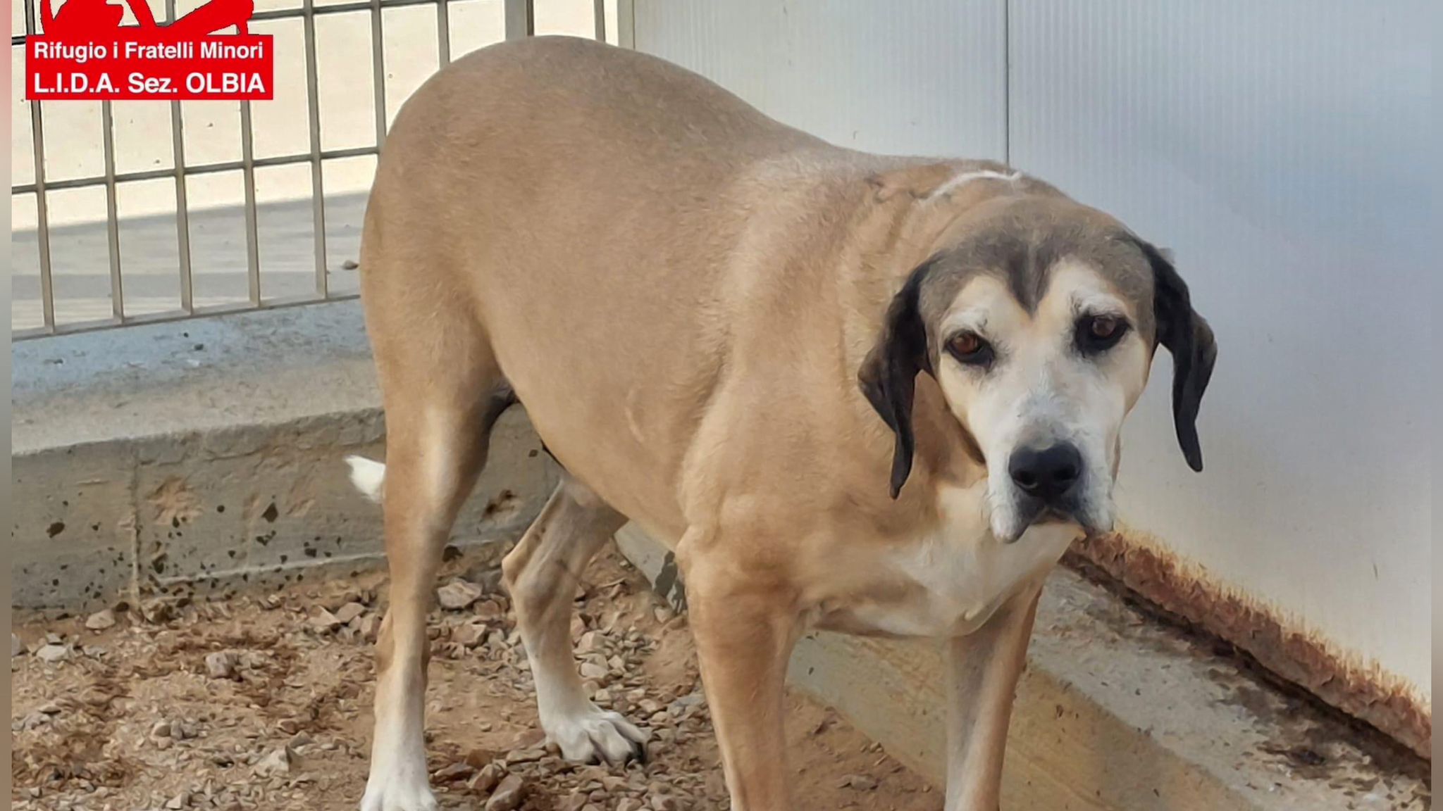 Olbia, dopo 8 lunghi anni in canile Mazzini ha trovato una famiglia e ...