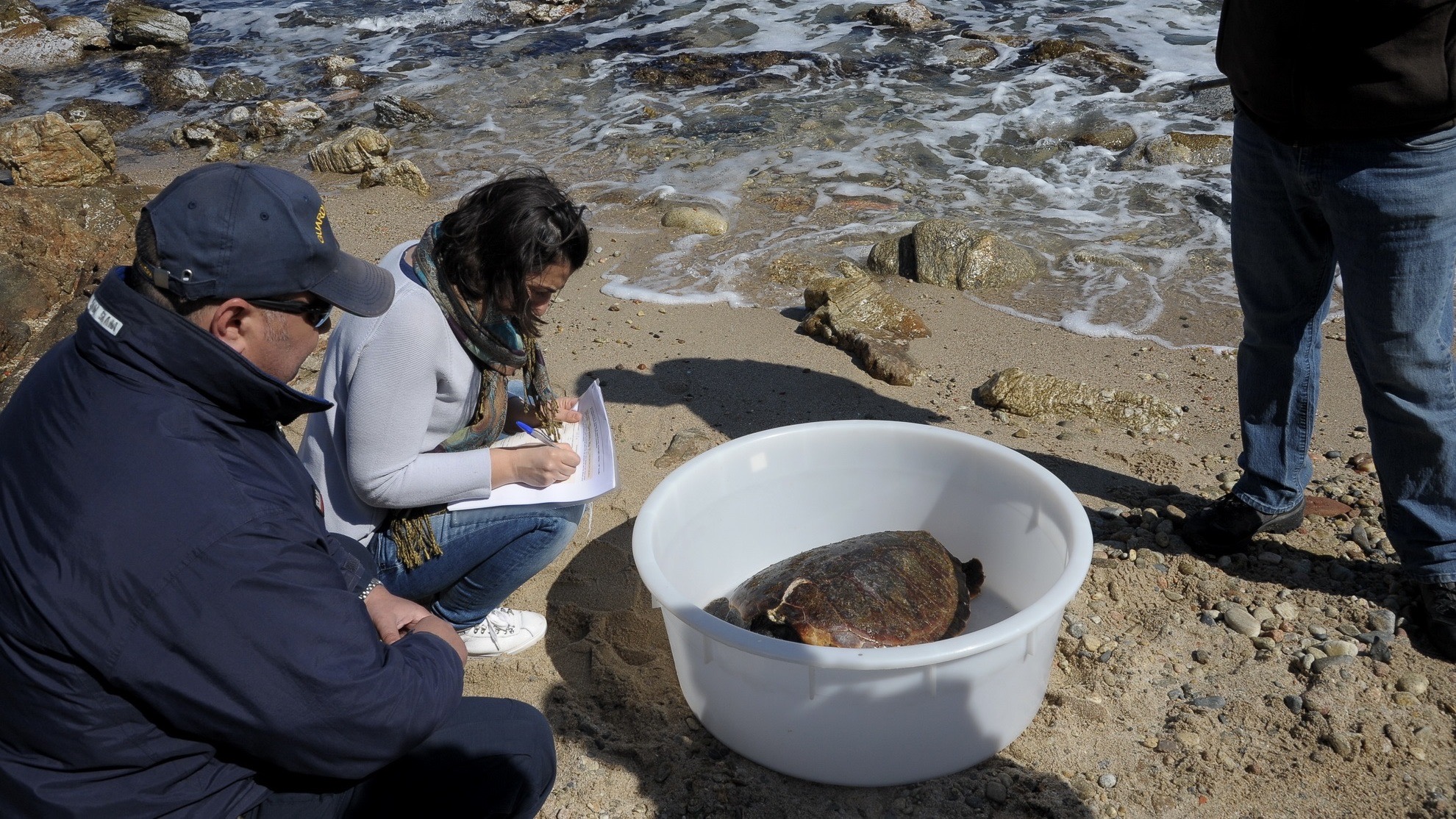 Tavolara, recupero fauna selvatica: 