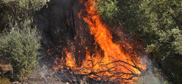 Nuovo incendio vicino Olbia, colpito Capo Ceraso. Ieri fiamme a Sa Minda Noa