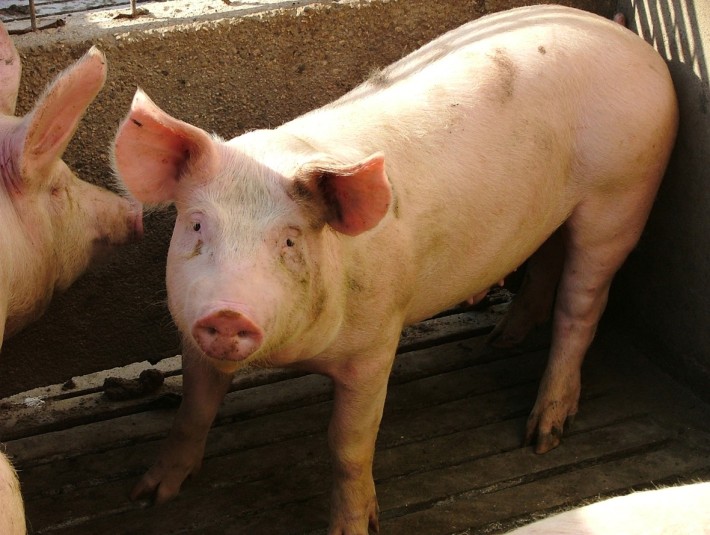 Sardegna. Peste suina: uccisi 99 maiali