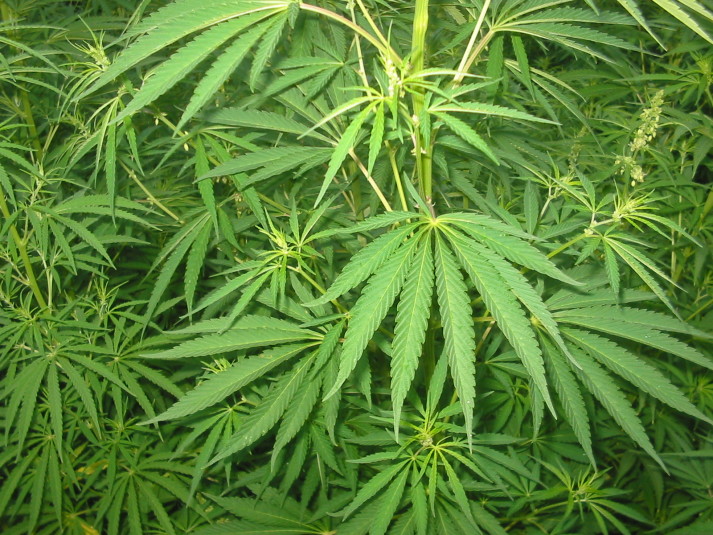 Olbia: coltivazione di 216 piante di Marijuana, due arresti.