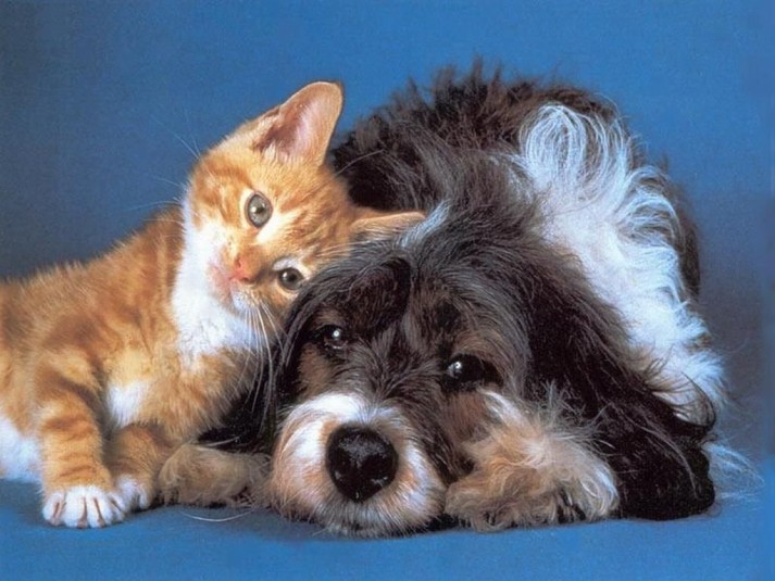 Apre la banca del sangue per cani e gatti: servizio unico in Sardegna