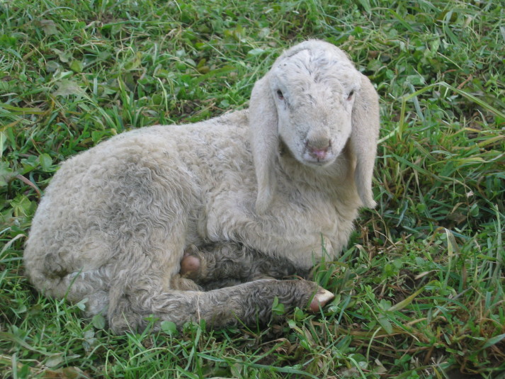 Strage di pecore nelle campagne olbiesi