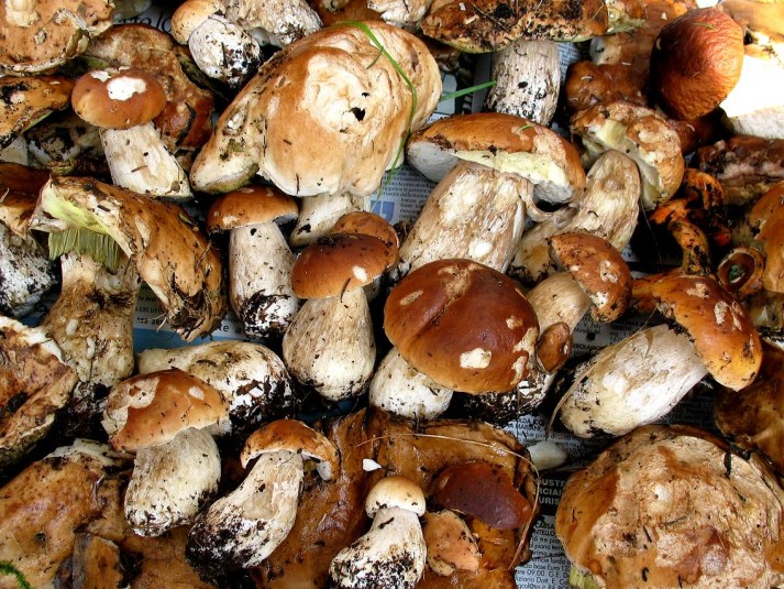 Funghi, allarme intossicazioni in Sardegna