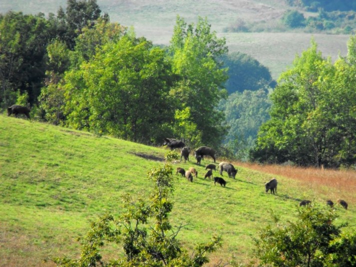 Incidente di caccia nelle campagne di Arzachena, un ferito.