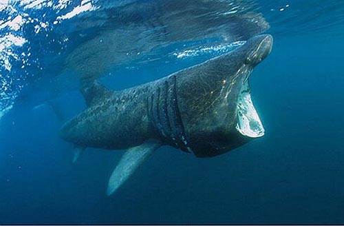 Avvistato uno squalo elefante nel mare di Budoni