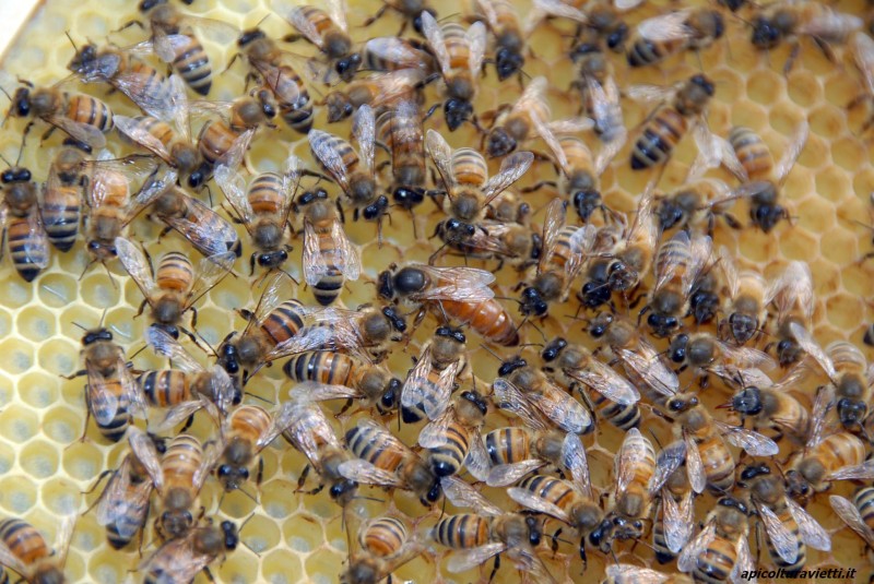 Invasione di api nella strada tra Olbia e Tempio